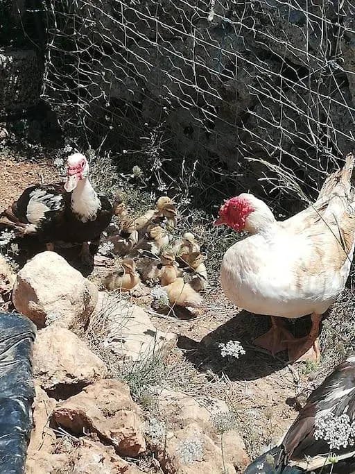 Sa Rota Vila Santa Margarita